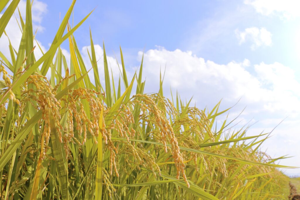 「三田」ってどんな場所？ 歴史や周辺スポットを解説！ いざまち